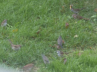 Sparrow mix under feeders on a dark rainy afternoon.