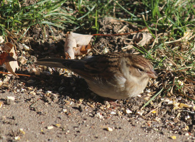 Chipping Sparrow
11 2013
Chris Brochu