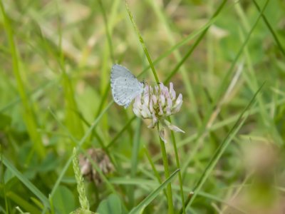 Johnson County Butterfly Count