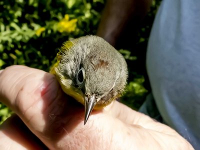 after hatching year male Nashville Warbler
Even in hand the reddish spot on the head is not impressive