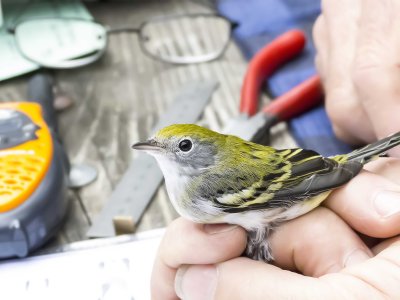 Chestnut-sided Warbler being examined