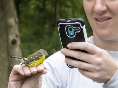 Magnolia Warbler ready for release