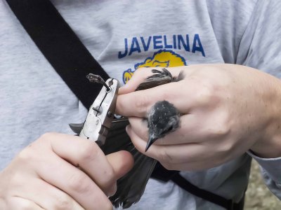 Gray Catbird being banded