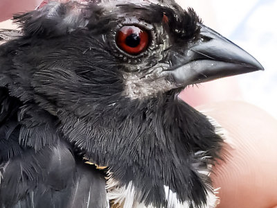 This After Hatching Year male American Towhee seemed to be shedding every feather at once.