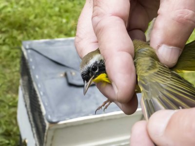 Common Yellowthroat [hatching year male]