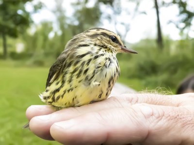 Northern Waterthrush