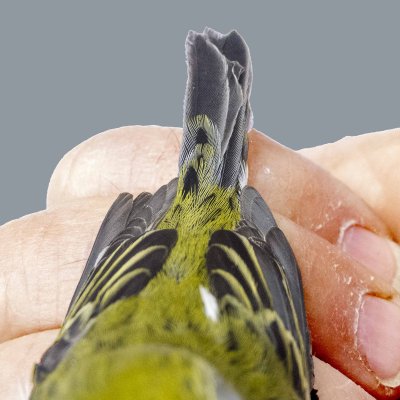 detail of Chestnut-sided Warbler