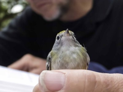 Chestnut-sided Warbler