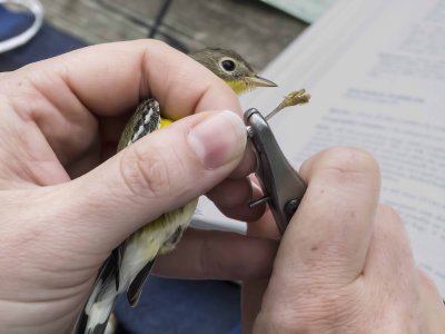 Magnolia Warbler