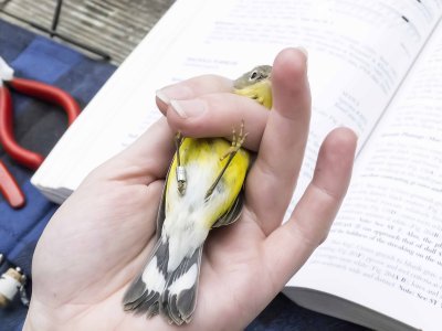 underside of Magnolia Warbler