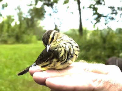 Northern Waterthrush