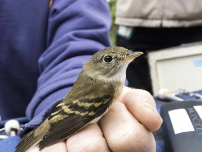 Willow/Alder Flycatcher
Buffy wing bars identify it as a hatch year.