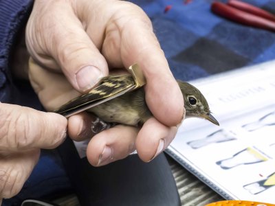 despite wing chord measurement
this Empidonax could not be speciated
Willow/Alder Flycatcher