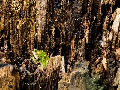 Moss in rotten tree