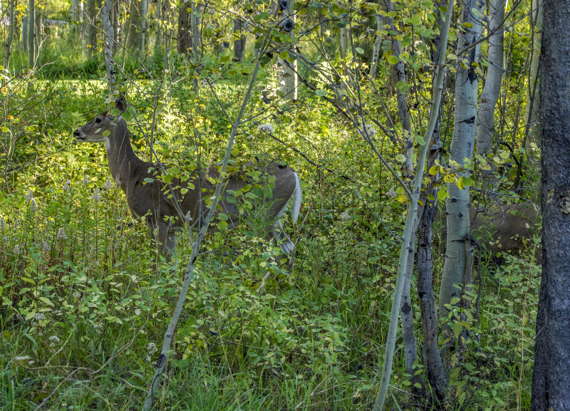 20150911_7952 copy.jpg