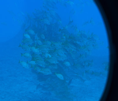 atlantis iv submarine dive