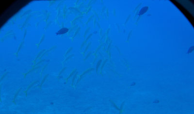 atlantis iv submarine dive