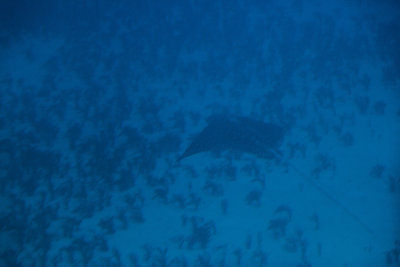 atlantis iv submarine dive