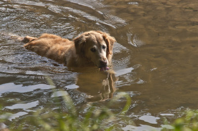 Maximus at the Chattahoochee - August, 2013