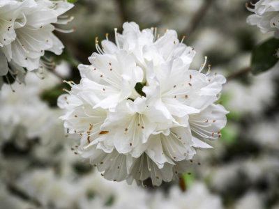 High Resolution Images for Olympus M. Zuiko Digital ED 12-40mm f/2.8 (Micro Four Thirds)