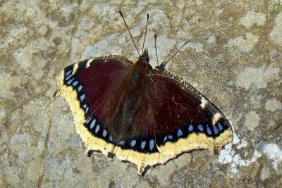 butterfly II