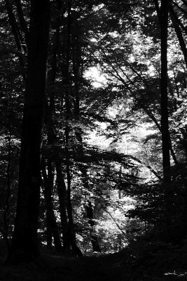 song from the wood...