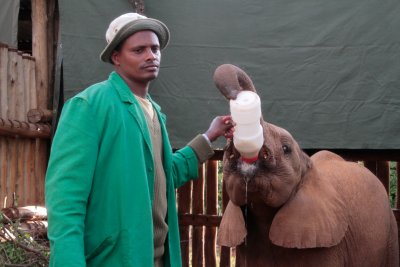 Feeding orphaned elephant