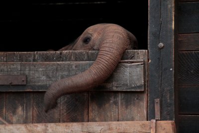 Orphaned elephant