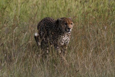 Kenya Big Cats