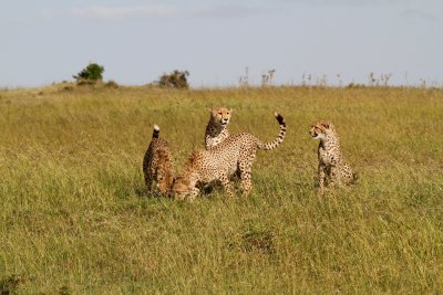 Cheetah family