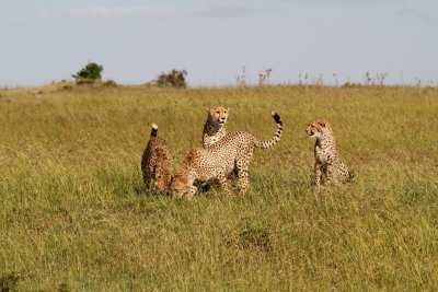 Cheetah family