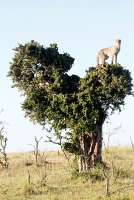 Rare sight - cheetah up a tree