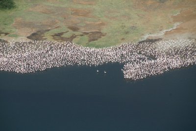 Flamingos at Lake Boggio