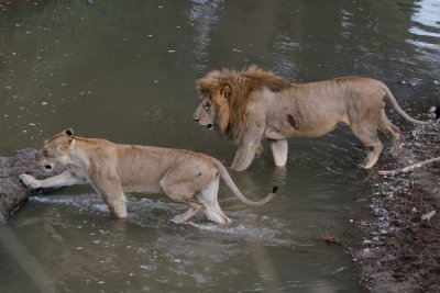 Lions crossing the river