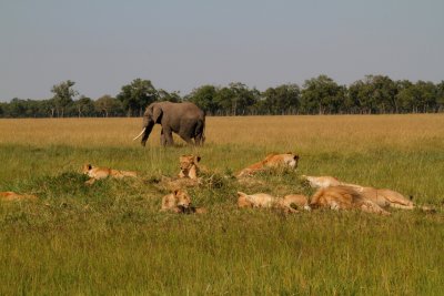 Lion family