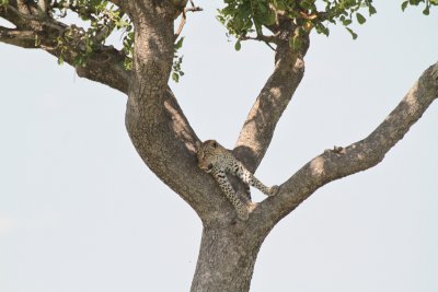 Leopard up a tree