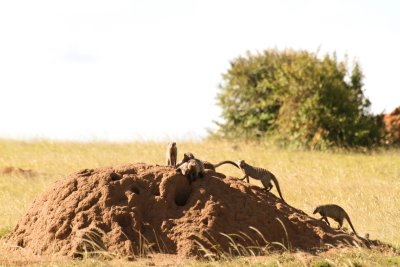 Mongoose