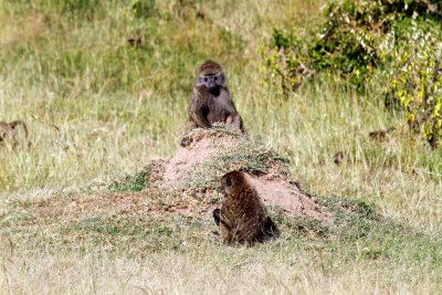 Baboon