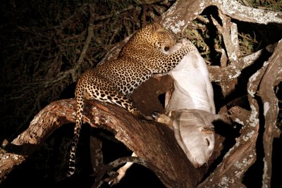 Leopard enjoying meal