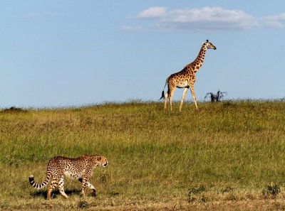 Cheetah & Giraffe