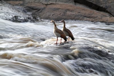 Egyptian Geese