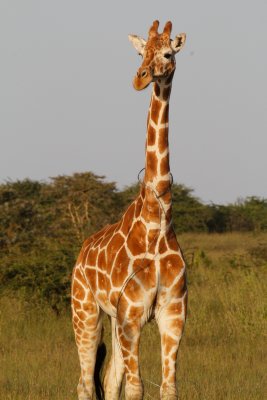 Giraffe caught by snare