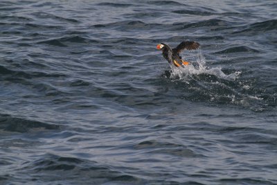 Tufted Puffin