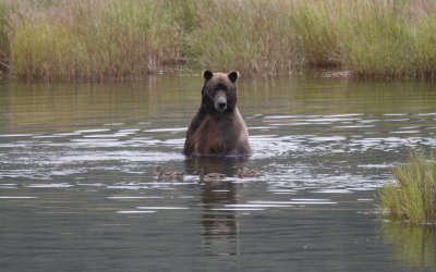 If only I could catch them - Brooks Falls, Alaska