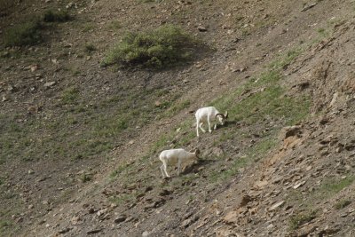Dall Sheep