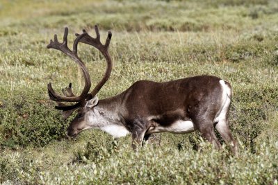 Caribou