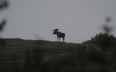 Moose