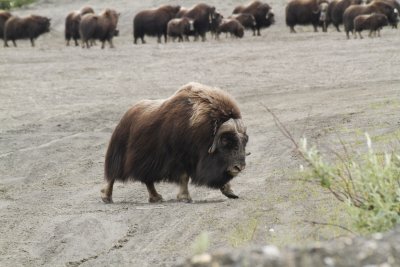 Musk Ox in Nome
