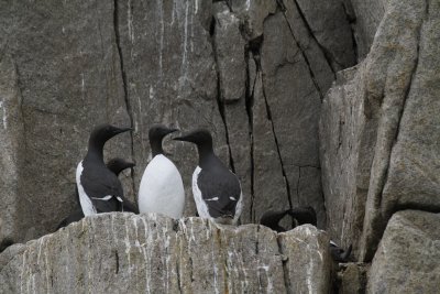 Common Murr - the Artic Penguin