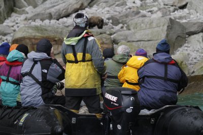 Approaching a brown bear